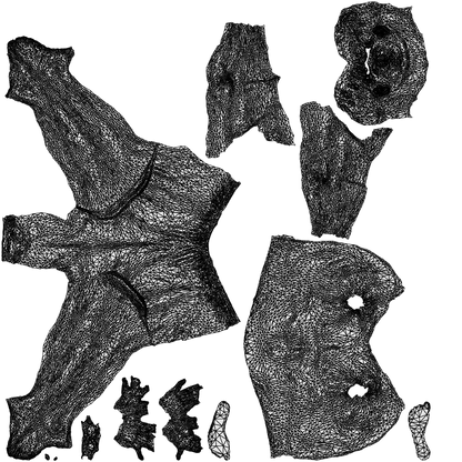 realistic 3D human man pool, archviz people FBX OBJ for Blender, wireframe top-down view