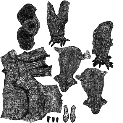 3D people model woman business sitting, scanned human for 3ds Max rendering, wireframe top-down view