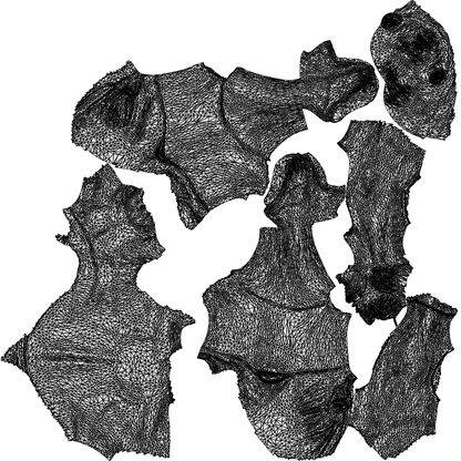 photogrammetry 3D man pool, realistic human model archviz FBX, wireframe top-down view