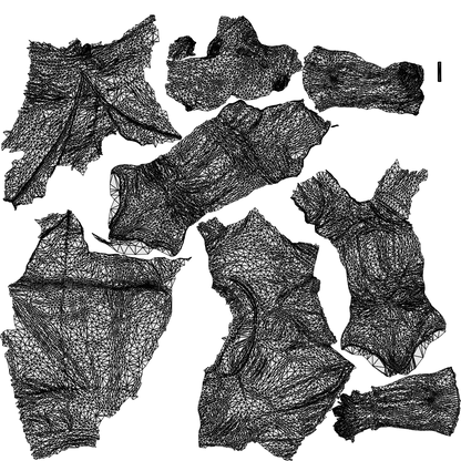 3D scanned man standing, photorealistic archviz people for Enscape and SketchUp, wireframe top-down view