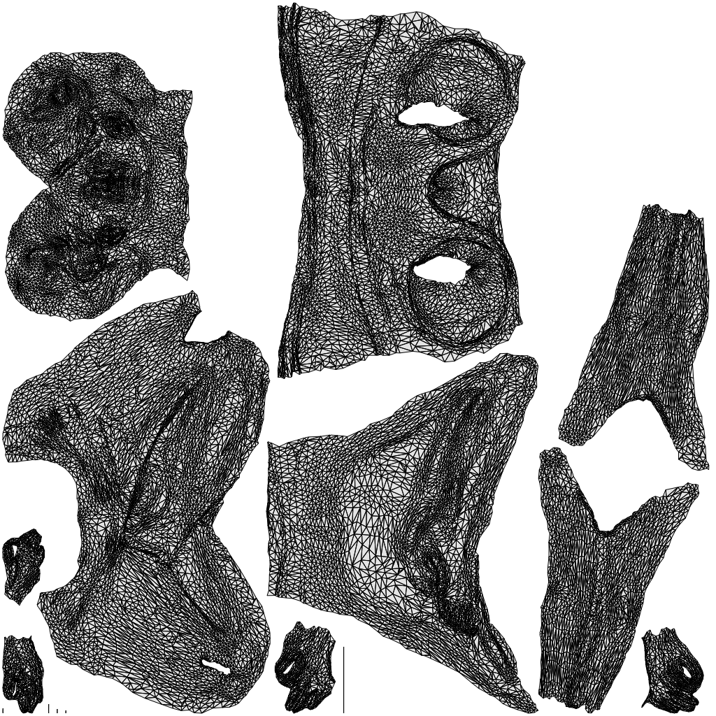 3D human model woman sport, photogrammetry scanned person for archviz, wireframe top-down view