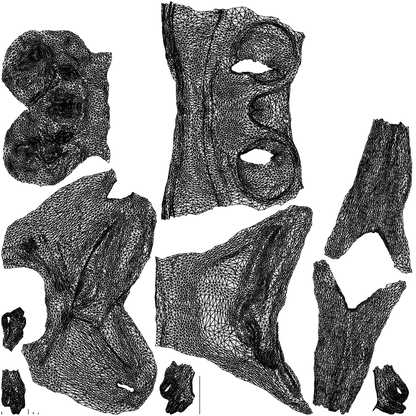 3D human model woman sport, photogrammetry scanned person for archviz, wireframe top-down view