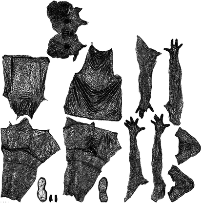 3D people model woman sport, scanned human for 3ds Max rendering, wireframe top-down view