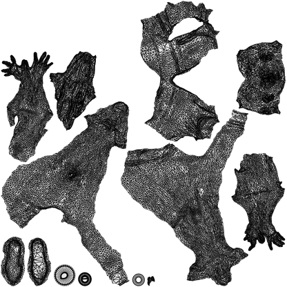 scanned 3D woman sport, photogrammetry people for Enscape and V-Ray, wireframe top-down view