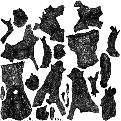 realistic 3D woman business, scanned archviz people for Blender and 3ds Max, wireframe top-down view