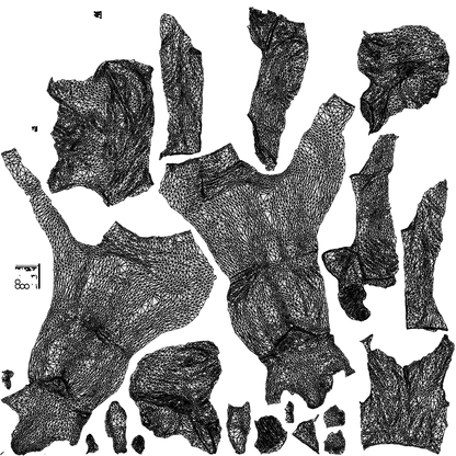 photogrammetry 3D woman business mix, realistic human model archviz FBX, wireframe top-down view