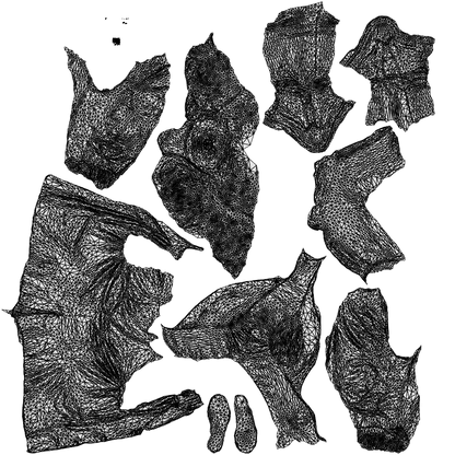 scanned 3D woman casual cycling, photogrammetry people for Enscape and V-Ray, wireframe top-down view