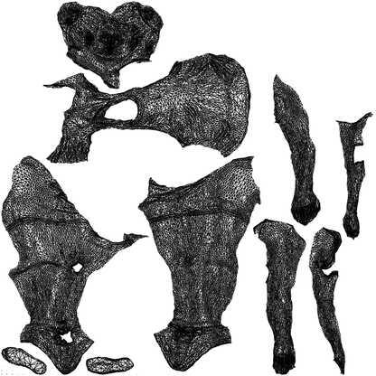 realistic 3D woman sport, scanned archviz people for Blender and 3ds Max, wireframe top-down view