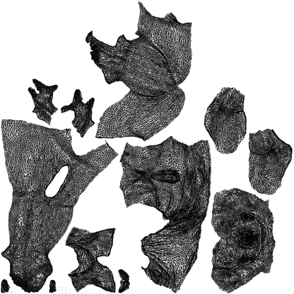 3D scanned woman sport, photorealistic archviz people for Enscape and SketchUp, wireframe top-down view