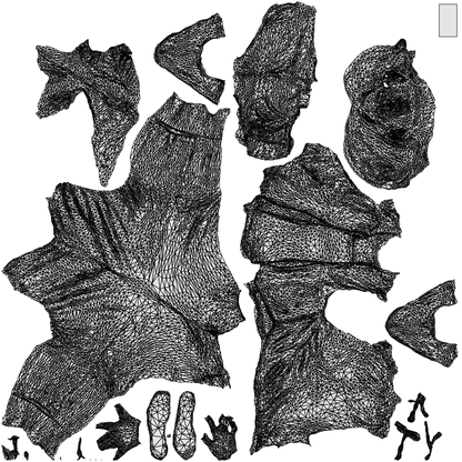 scanned 3D woman casual standing, photogrammetry people for Enscape and V-Ray, wireframe top-down view