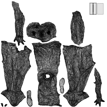 realistic 3D boy casual kids, scanned archviz people for Blender and 3ds Max, wireframe top-down view
