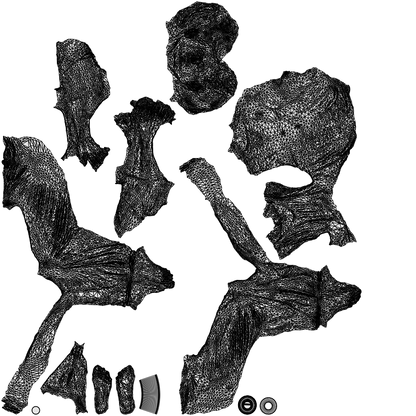 scanned 3D woman mix, photogrammetry people for Enscape and V-Ray, wireframe top-down view