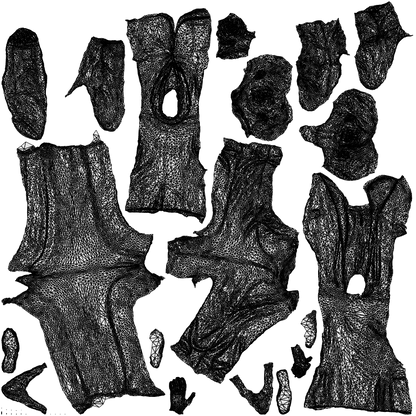 photogrammetry 3D woman business, realistic human model archviz FBX, wireframe top-down view
