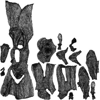 scanned 3D woman hospitality, photogrammetry people for Enscape and V-Ray, wireframe top-down view