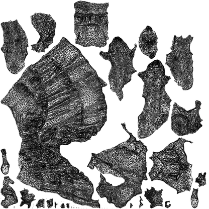 scanned 3D woman formal formalaffairs, photogrammetry people for Enscape and V-Ray, wireframe top-down view