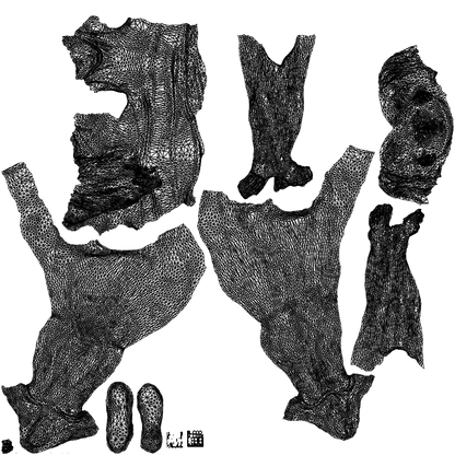 realistic 3D people woman sport cycling, render-ready for V-Ray and Corona, FBX OBJ, wireframe top-down view