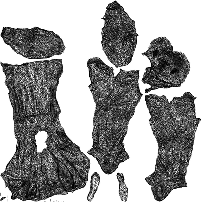 3D people model man casual standing, scanned human for 3ds Max rendering, wireframe top-down view