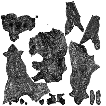 3D people model woman casual cycling, scanned human for 3ds Max rendering, wireframe top-down view
