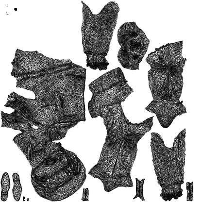 3D human model man casual mix, photogrammetry scanned person for archviz, wireframe top-down view