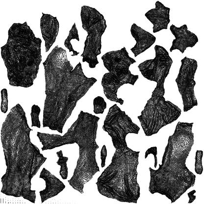 3D people model woman business couple, scanned human for 3ds Max rendering, wireframe top-down view