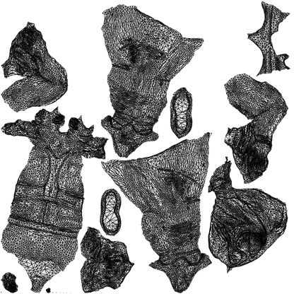 3D human model woman casual sport, photogrammetry scanned person for archviz, wireframe top-down view