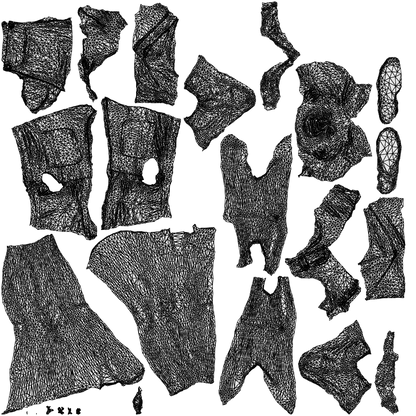 3D people model woman casual standing, scanned human for 3ds Max rendering, wireframe top-down view