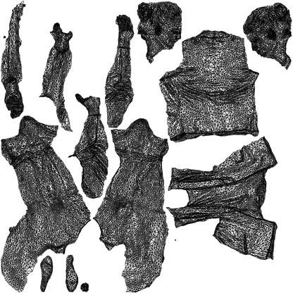 3D people model woman business cycling, scanned human for 3ds Max rendering, wireframe top-down view