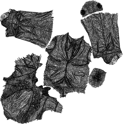 3D people model senior man business mix, scanned human for 3ds Max rendering, wireframe top-down view