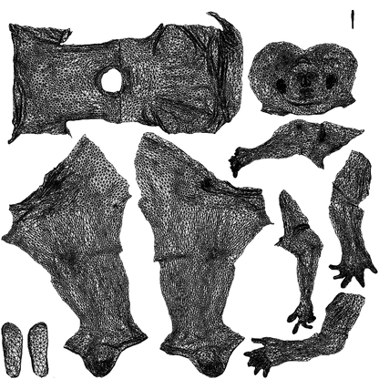 3D human model man casual sitting, photogrammetry scanned person for archviz, wireframe top-down view